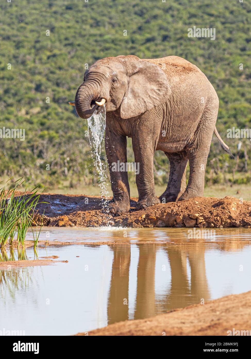 An elephant drinking at Hapoor Dam in Addo Elephant National Park, South Africa. Stock Photo