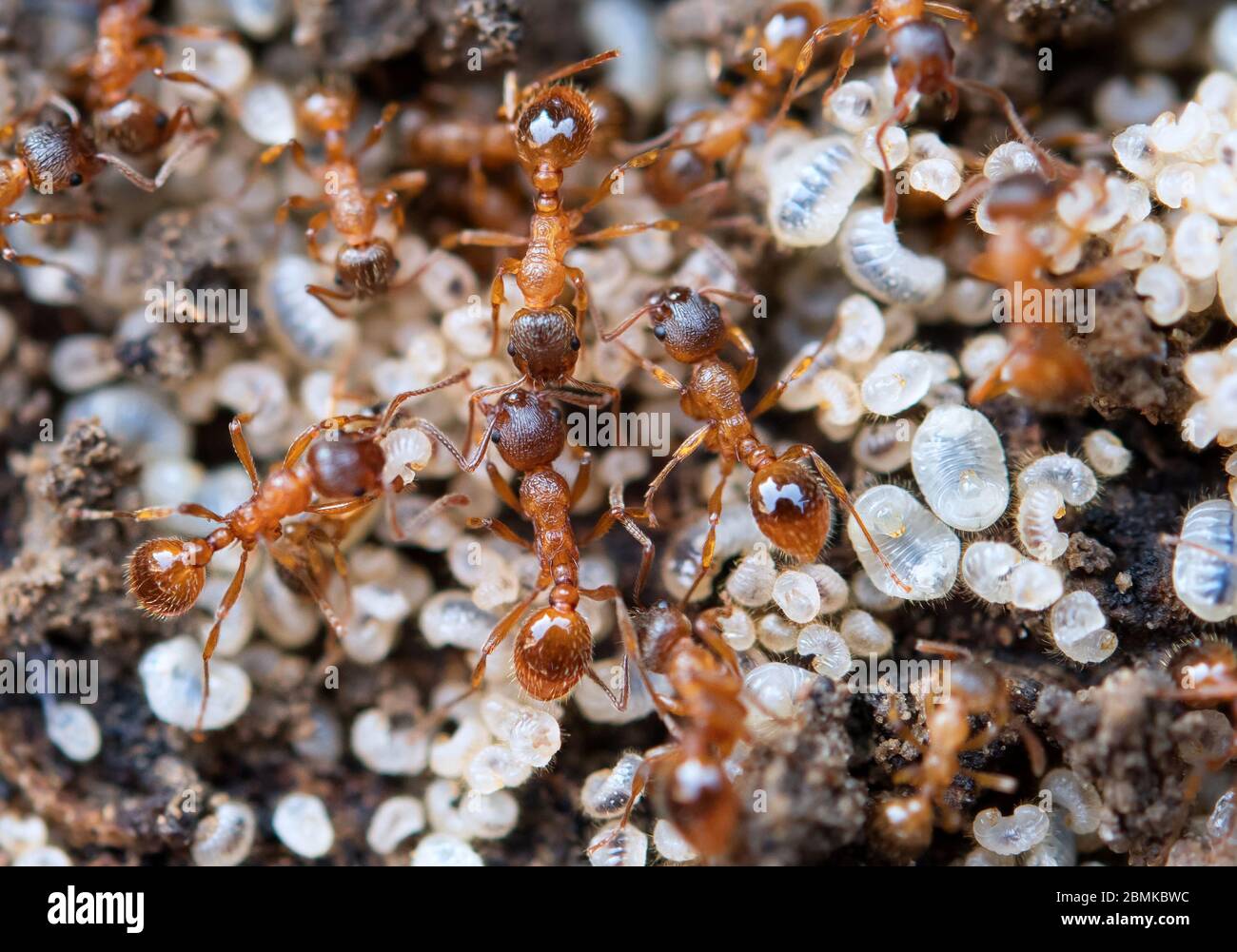 ants protecting larva and eggs, extreme close up with high