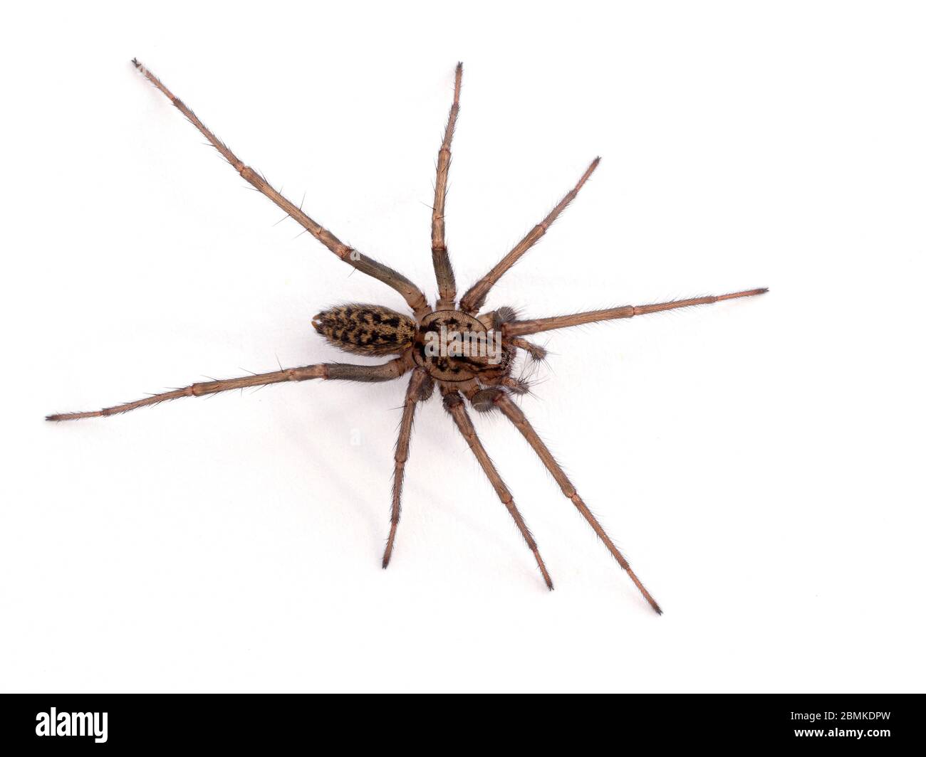 Female giant house spider, or hobo spider (Eratigena duellica) on a white wall. Isolated. Delta, British Columbia, Canada Stock Photo