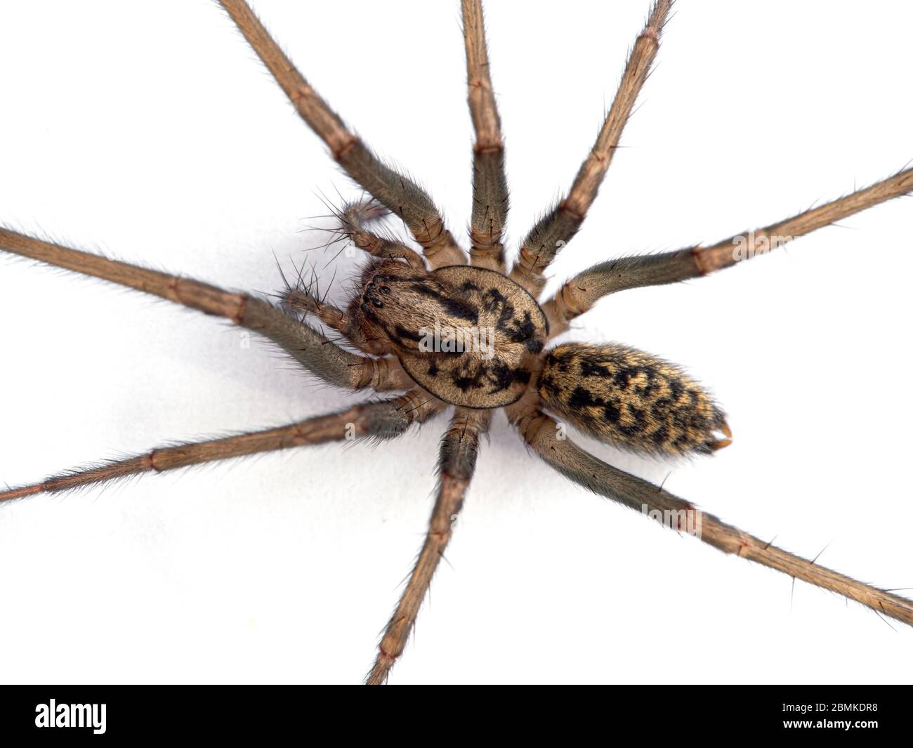 Close-up of the body of a female giant house spider, or hobo spider (Eratigena duellica) on a white wall. Isolated. Delta, British Columbia, Canada Stock Photo