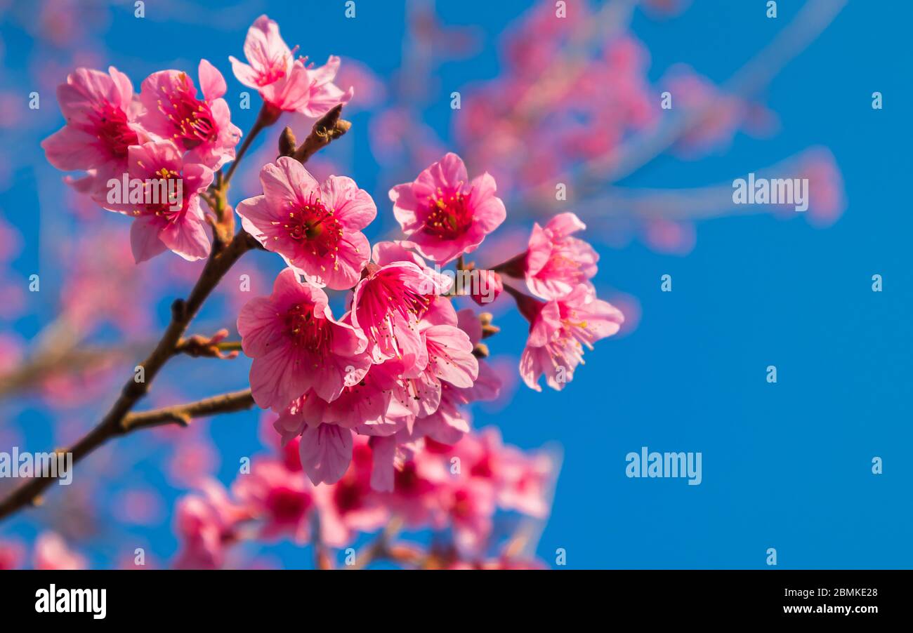 Wild Himalayan Cherry Or Prunus Cerasoides Or Sakura Of Thailand Blooming In Winter Season With Blue Sky Background Stock Photo Alamy Wild Himalayan Cherry Or Prunus Cerasoides Or Sakura Of Thailand Blooming In Winter Season With Blue Sky Background Stock Photo Alamy