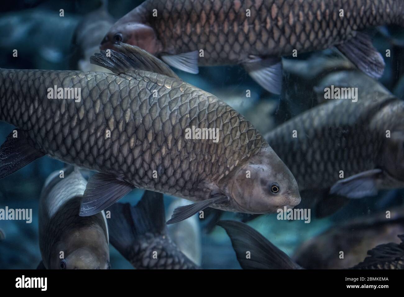fish swimming in a pond Stock Photo