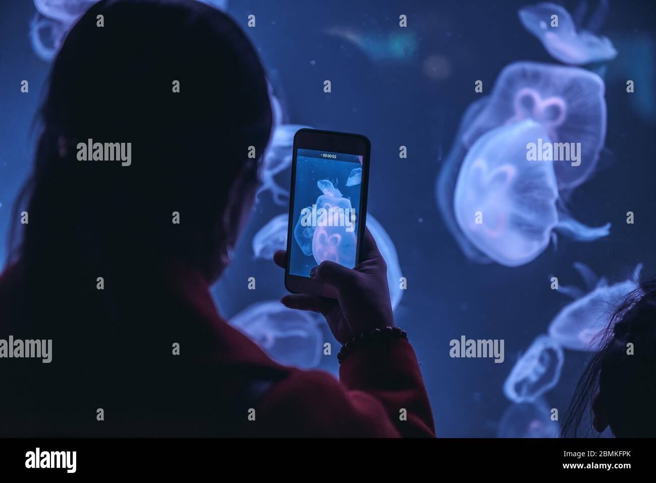 People observing and taking photo of jellyfish with cellphone in the aquarium Stock Photo