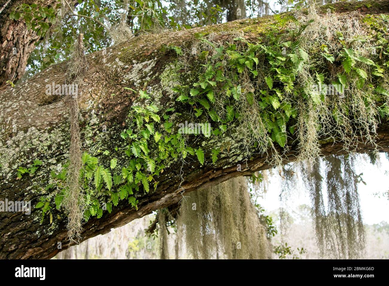 Spanish moss and ferns on tree trunk Stock Photo