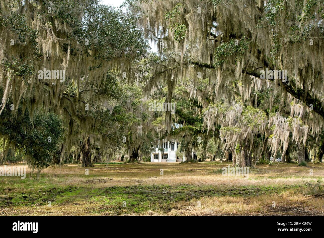 Spanish moss in the Grove Plantation in Hollywood in South Carolina USA