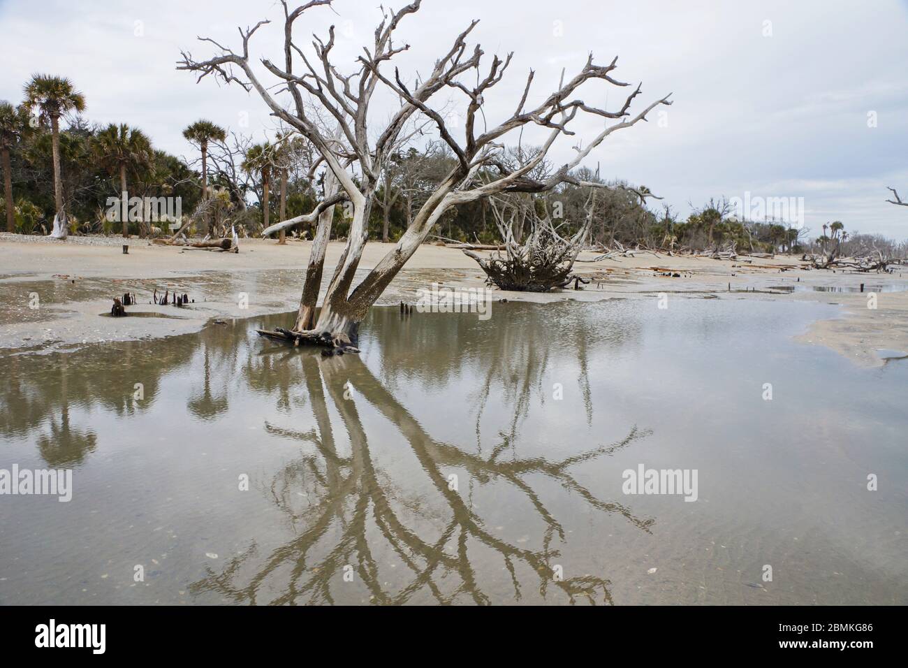 Trees on beach in Botany Bay Plantation Heritage Preserve and Wildlife