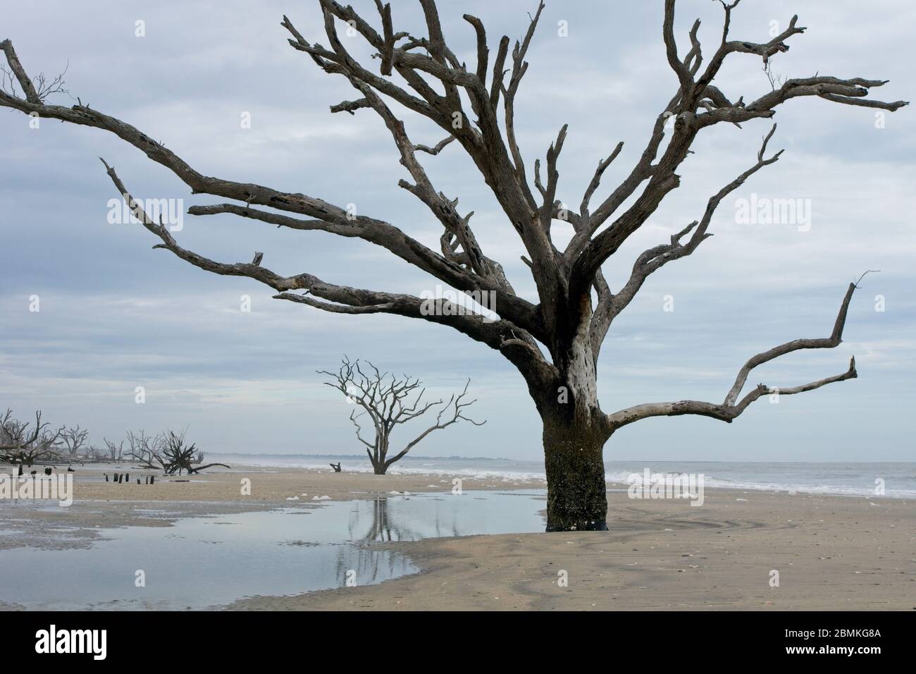 Trees on beach in Botany Bay Plantation Heritage Preserve and Wildlife