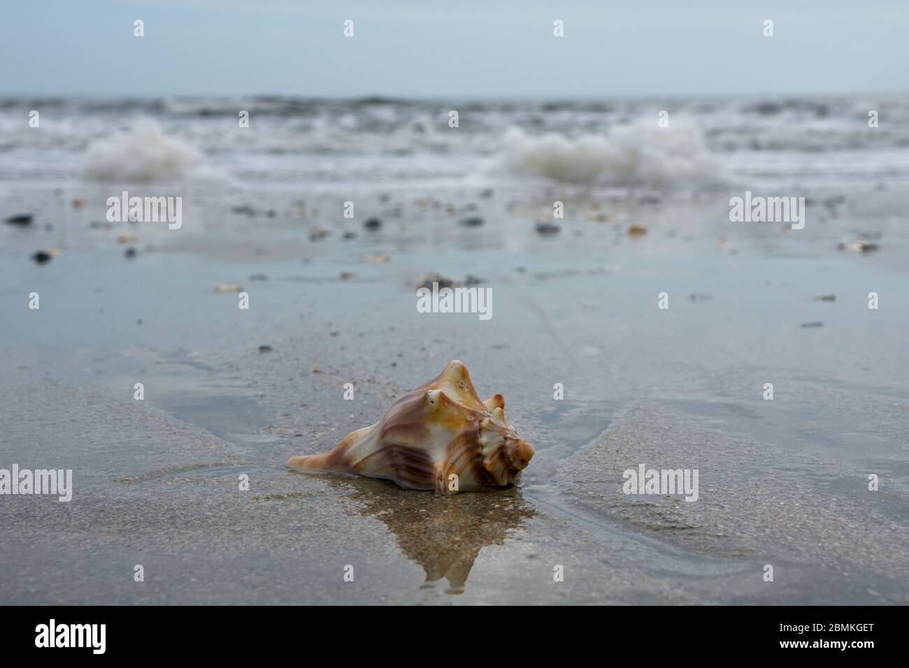 Shells on beach in Botany Bay Plantation Heritage Preserve and Wildlife