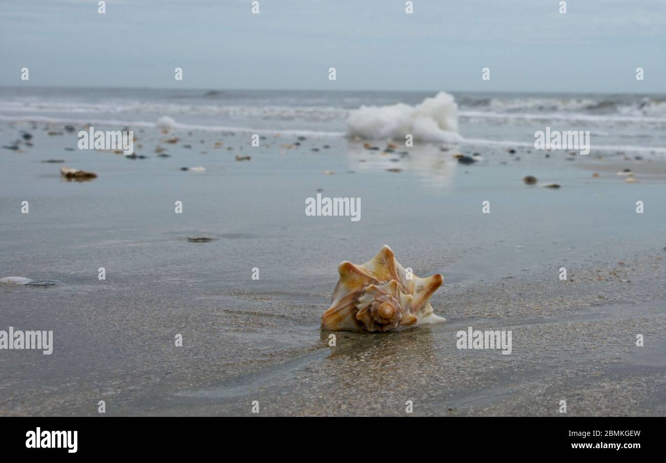Shells on beach in Botany Bay Plantation Heritage Preserve and Wildlife
