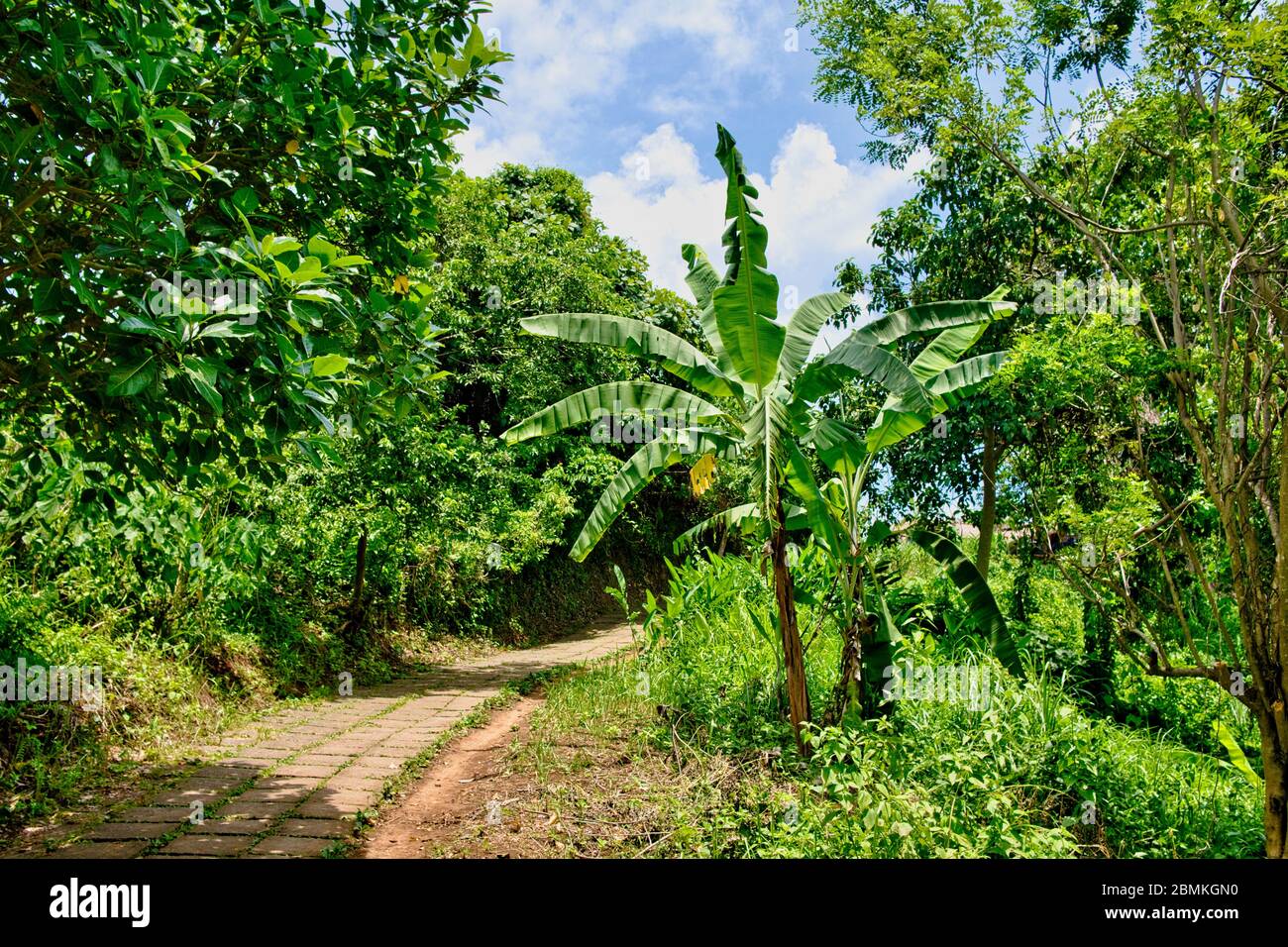The famous Campuhan Ridge Walk, Natural Green Valley in Ubud, Bali, Indonesia. Stock Photo