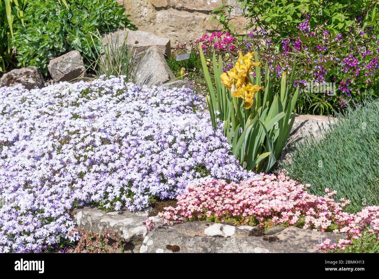 Alpine phlox, iris, Mossy saxifrage and Lathyrus vernus Stock Photo