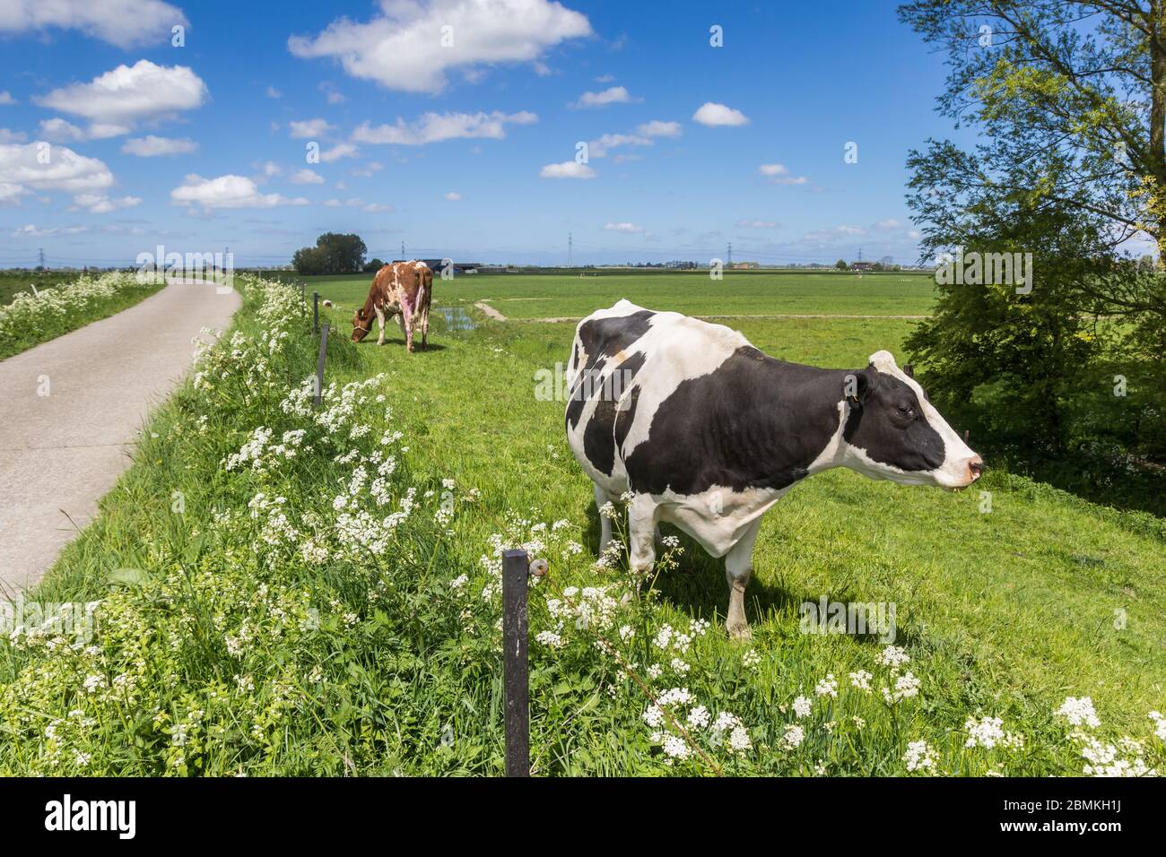 Black and white Holstein cow on the dike near Groningen, Netherlands ...