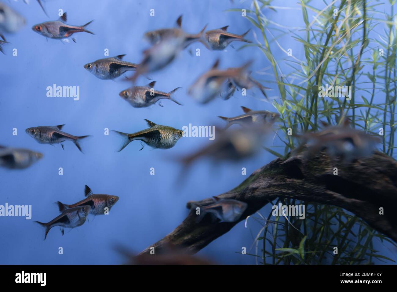 Image of tropical fish tank aquarium, black phantom tetra Stock Photo