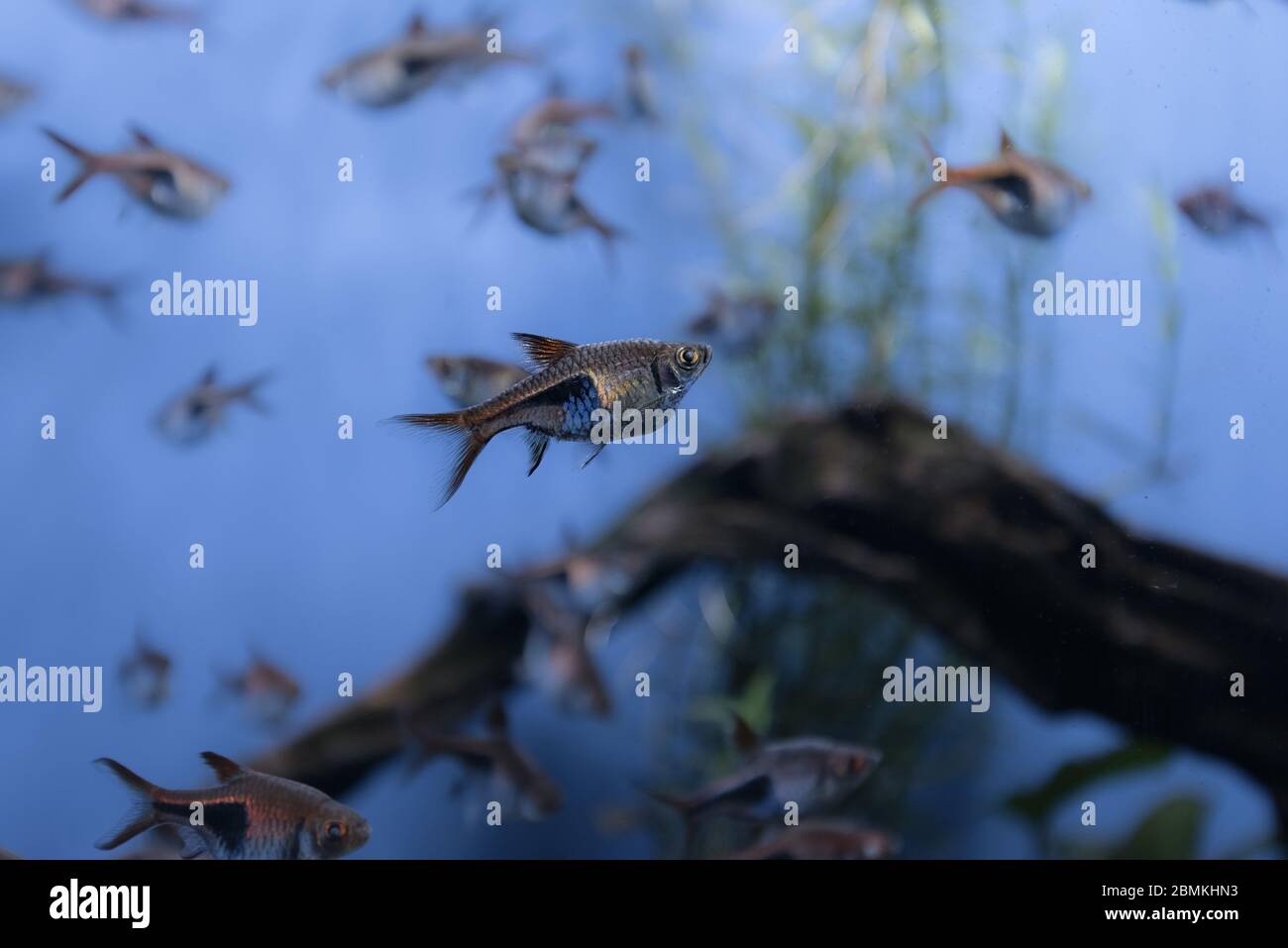 Image of tropical fish tank aquarium, black phantom tetra Stock Photo