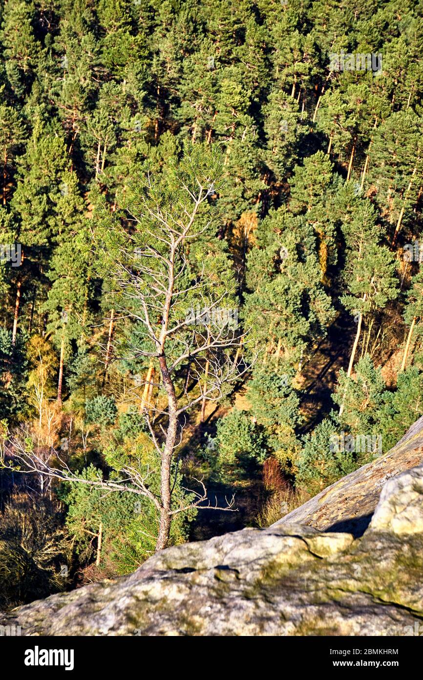 Aerial view of green forest and single tree in the slope Stock Photo ...