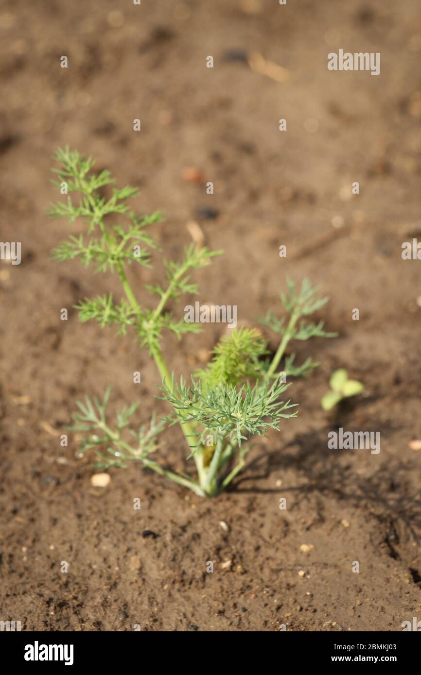 Young dill plant in a field Stock Photo - Alamy