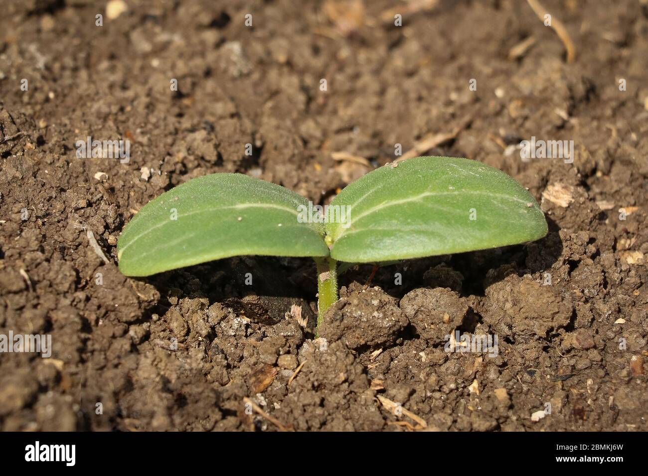 Growing cucumber seedlings in a field Stock Photo Alamy