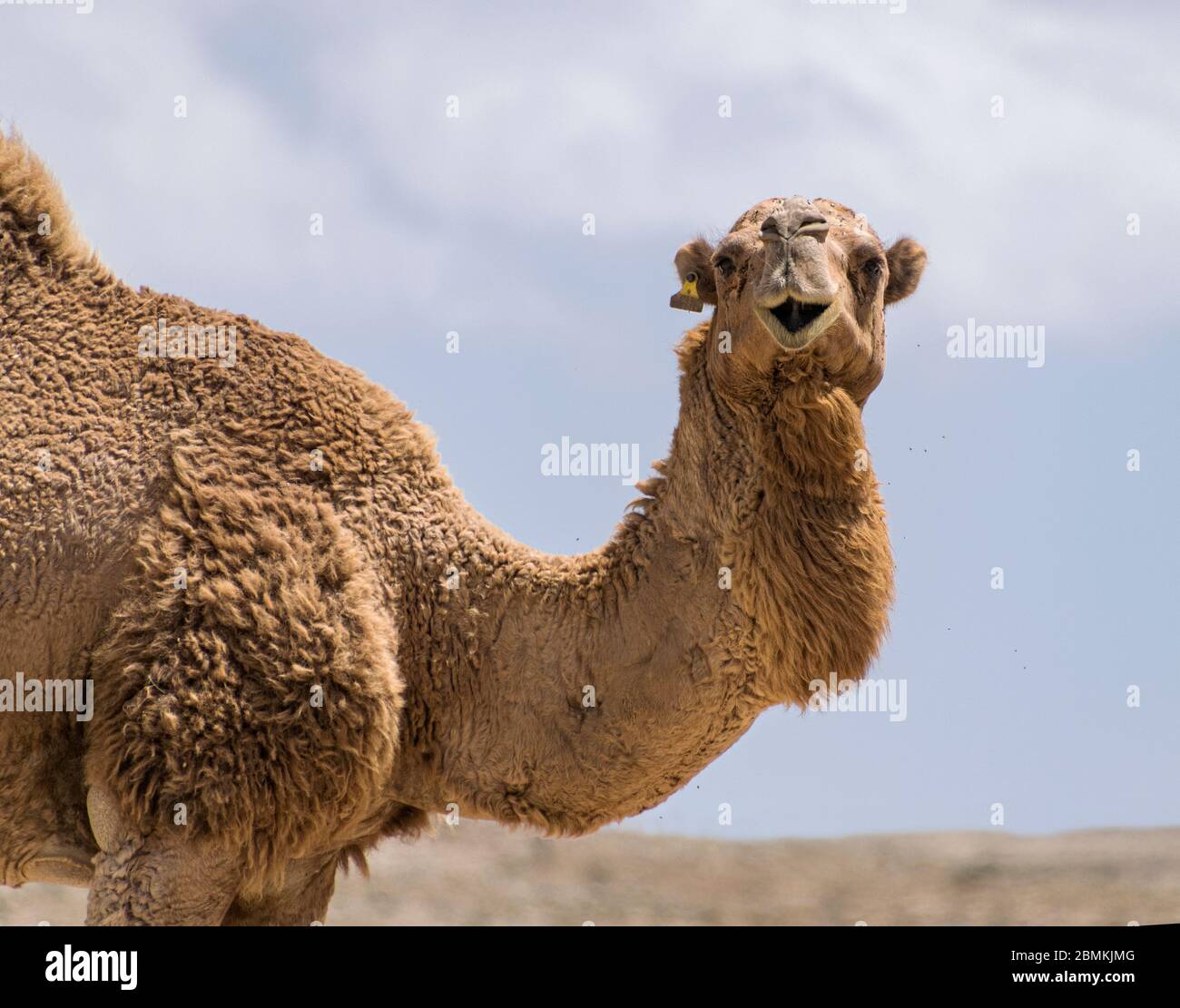 head and shoulders portrait of a genuine negev bedouin camel in a village near mitspe ramon in israel with a blurry cloudy desert background Stock Photo