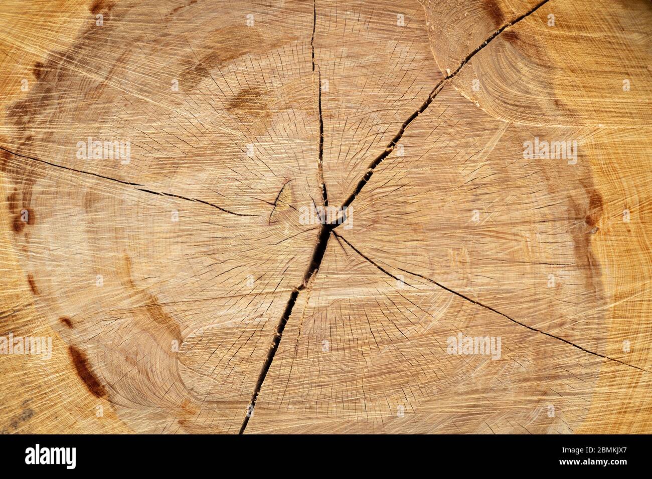 Stump of a big old tree felled - section of the trunk with annual rings Stock Photo
