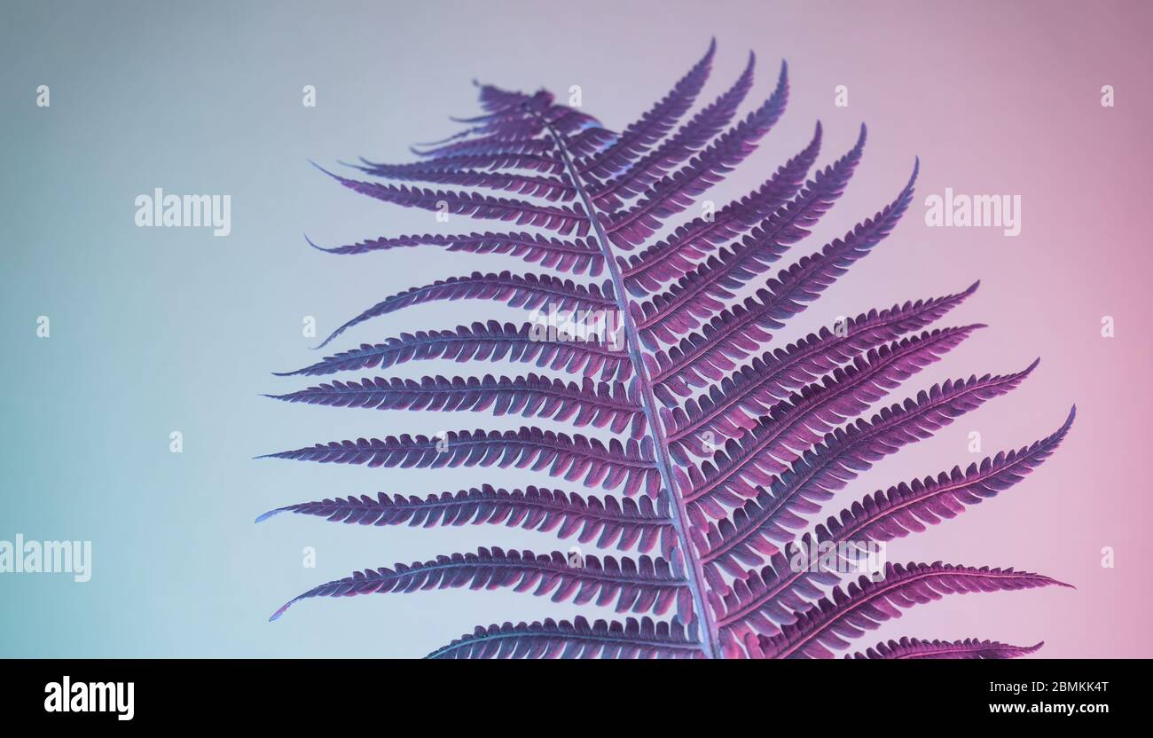 Abstract fern plant color pink light. Beautiful plant minimal in neon ...