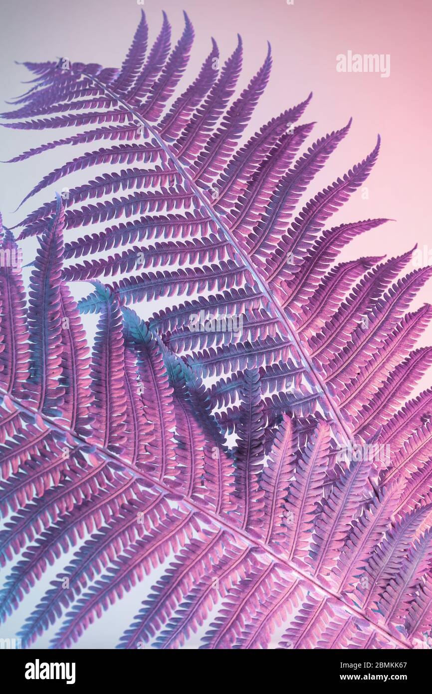 Abstract fern plant color pink light. Beautiful plant minimal in neon ...