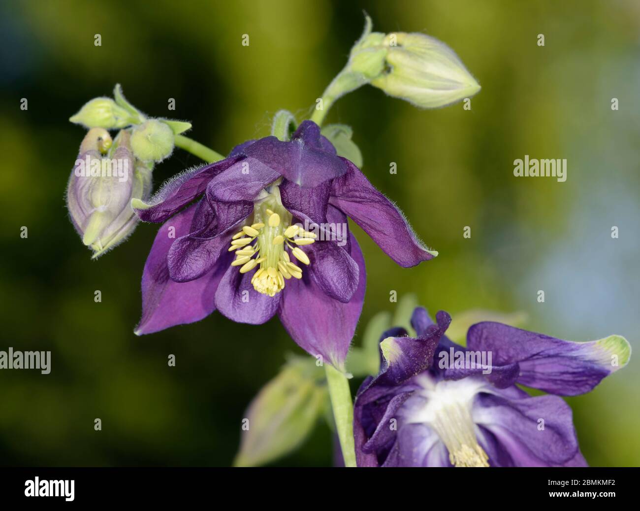 Common Columbine - Aquilegia vulgaris  againt dark background Stock Photo