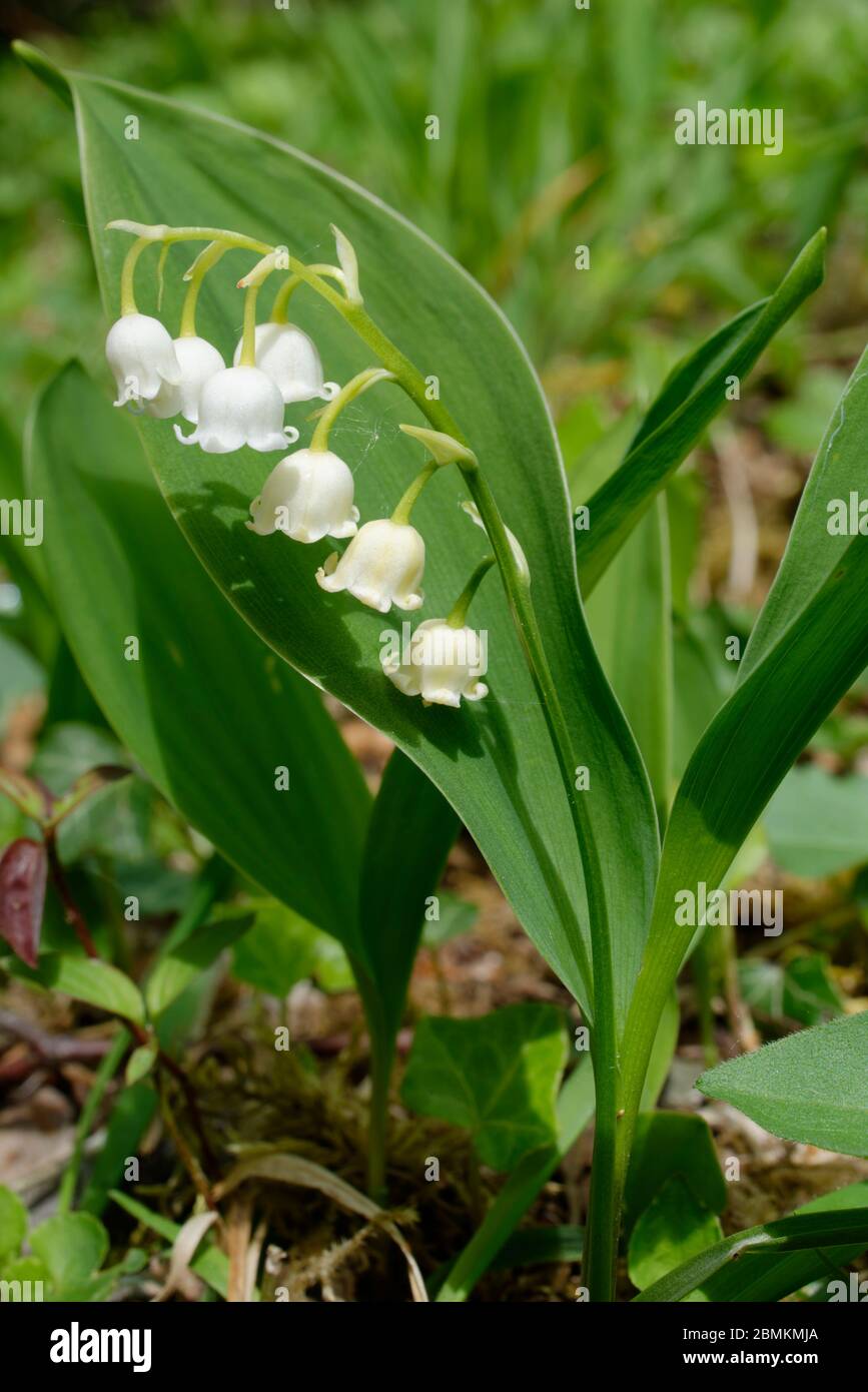 Convallaria majalis - Lily-of-the-Valley