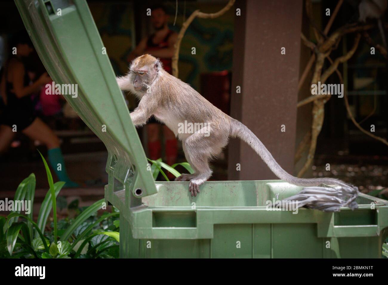 Long-tailed macaque raiding a bin Stock Photo