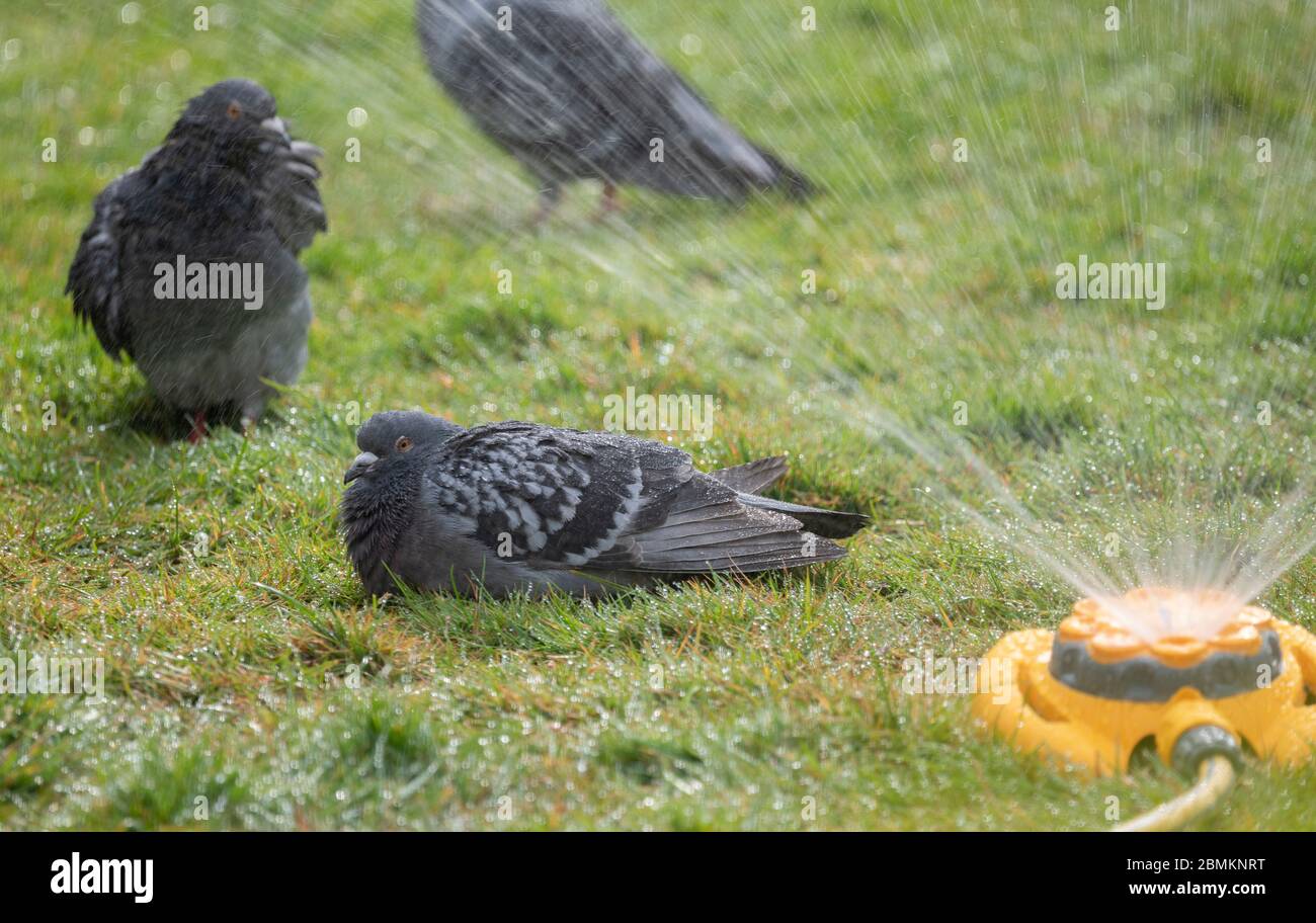 London, UK. 10 May 2020. A garden sprinkler waters a lawn in a London garden after days or dry weather, with no immediate prospect of rain forecast. Pigeons make the most of it by having an impromptu bath and shower. Credit: Malcolm Park/Alamy Live News. Stock Photo