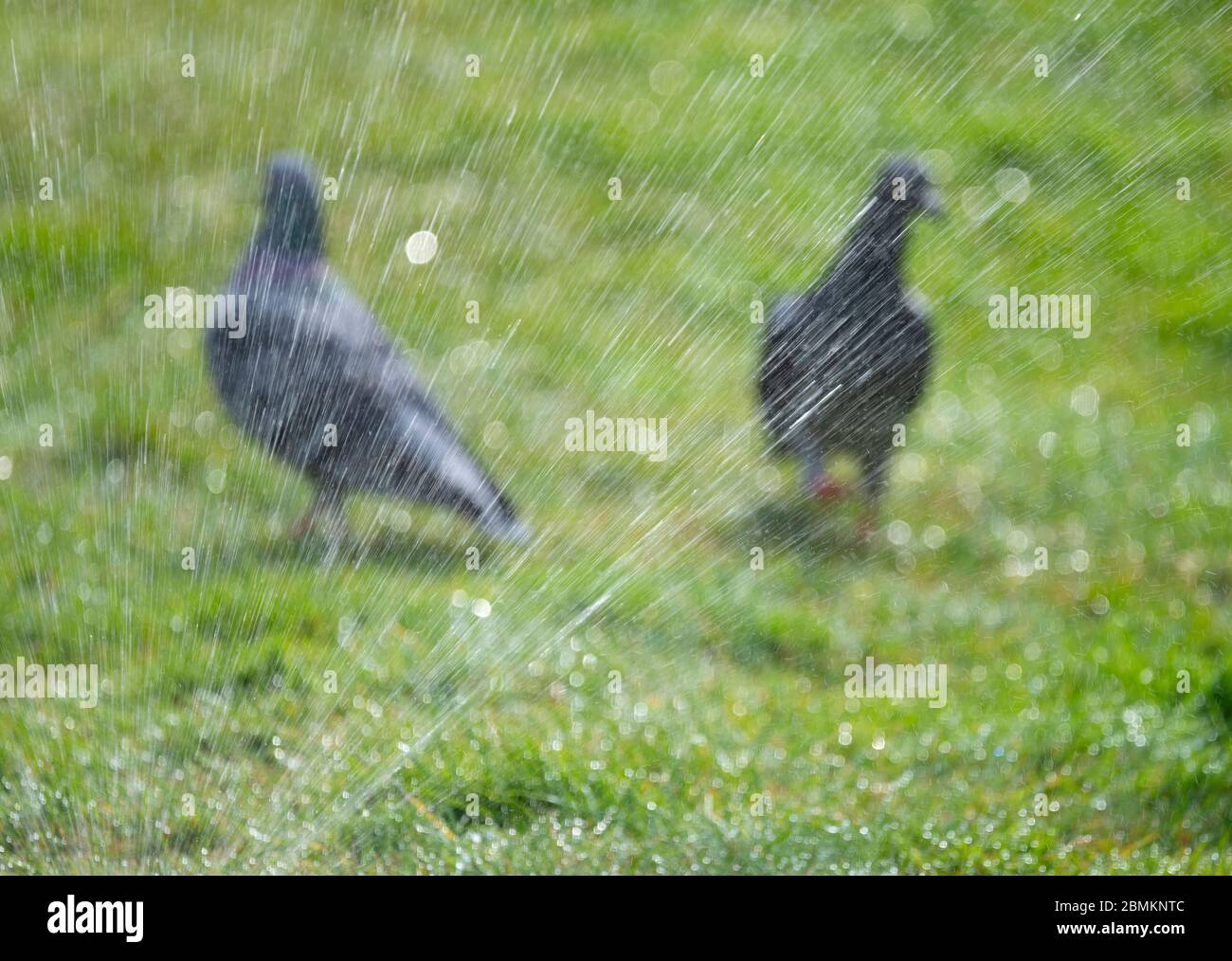 London, UK. 10 May 2020. A garden sprinkler waters a lawn in a London garden after days or dry weather, with no immediate prospect of rain forecast. Pigeons make the most of it by having an impromptu bath and shower. Credit: Malcolm Park/Alamy Live News. Stock Photo