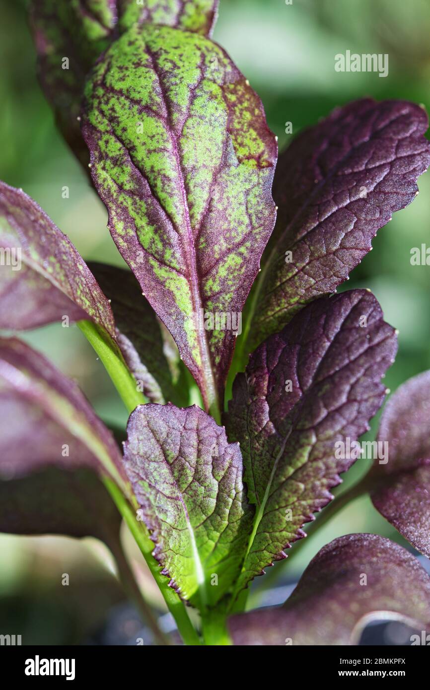 Asian greens - mustard Bloody Mary dark purple red and green baby leaves texture, growing in the spring garden close up, fresh healthy food, diet and Stock Photo