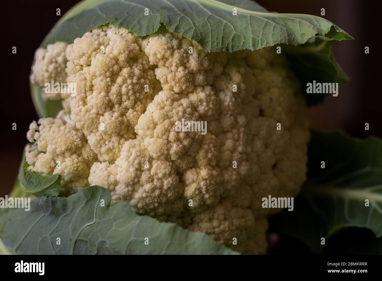closeup of freshly harvested cauliflower, organic farming Stock Photo