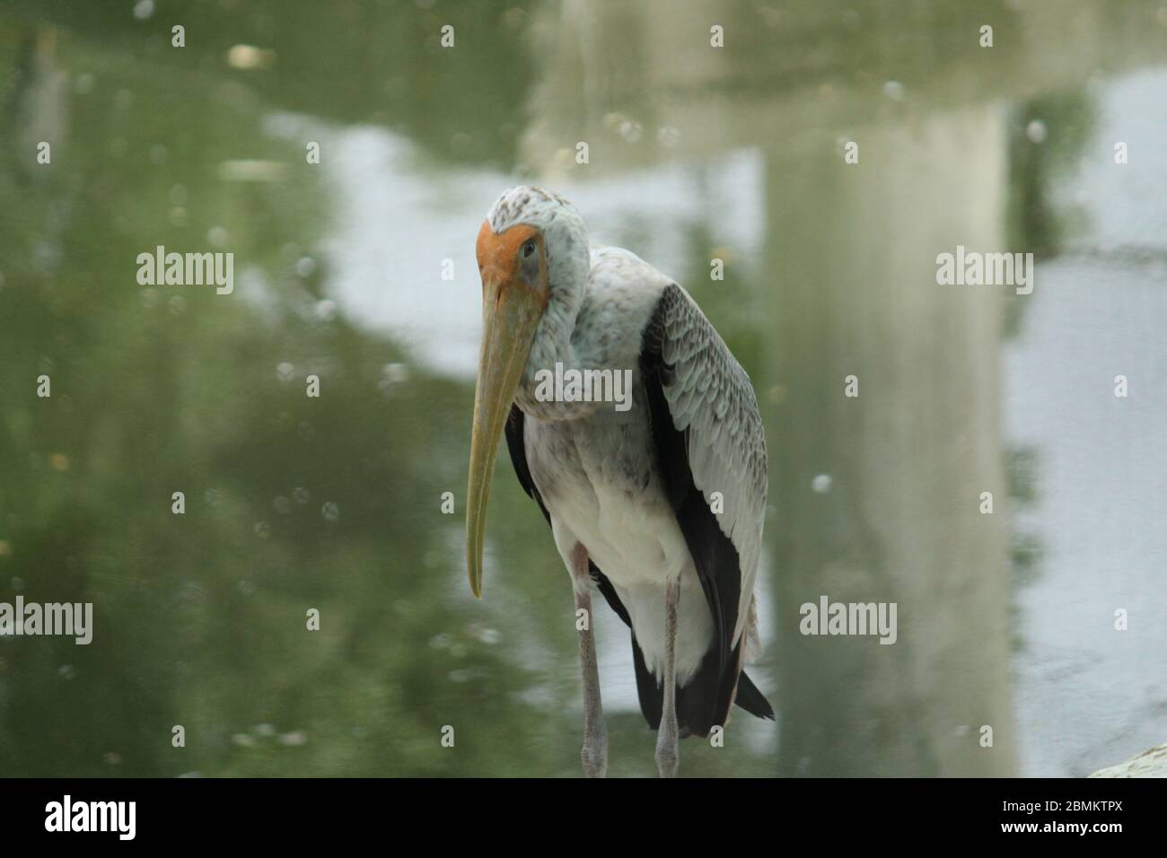 Birds Stock Photo