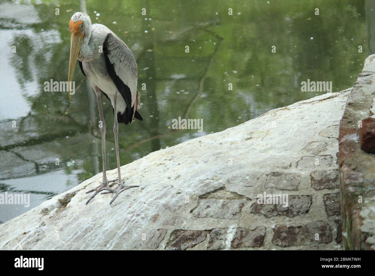 Birds Stock Photo