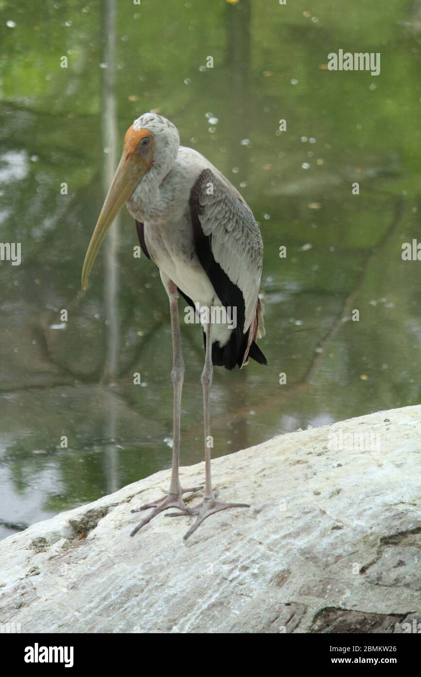 Birds - gods gift Stock Photo