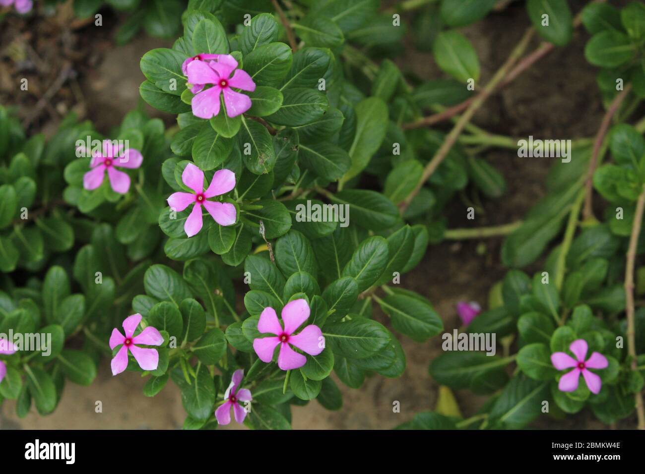 Perfect flowers of india hi-res stock photography and images - Alamy