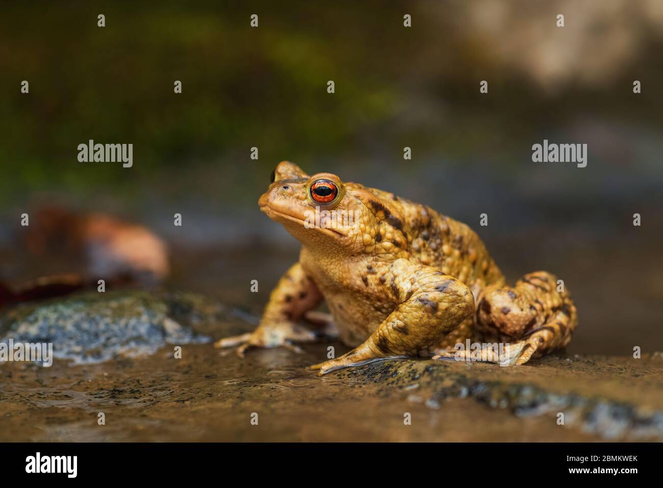 Common European Toad - Bufo bufo, large frog from European rivers and lakes, Zlin, Czech Republic. Stock Photo