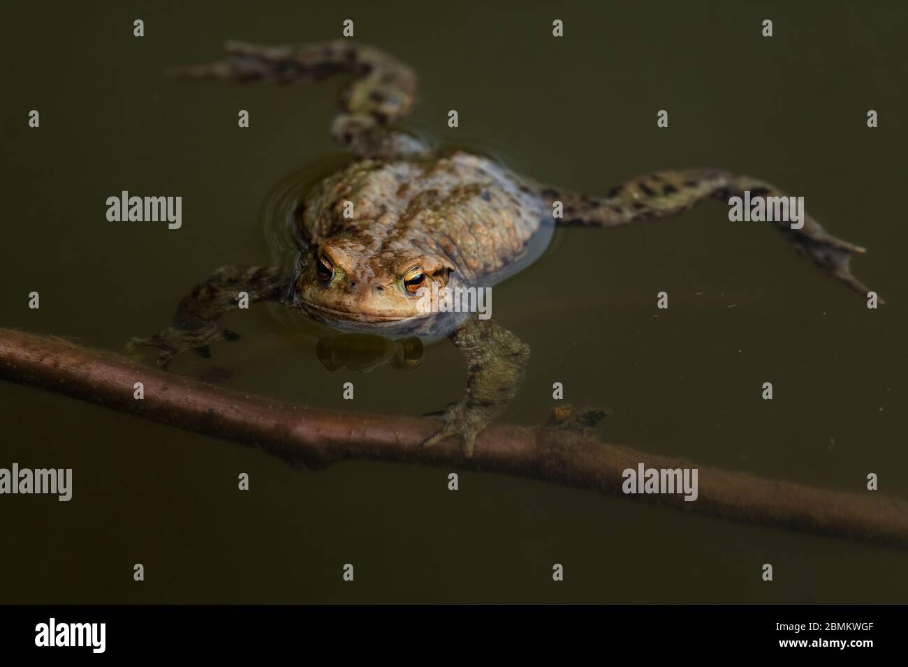 Common European Toad - Bufo bufo, large frog from European rivers and lakes, Zlin, Czech Republic. Stock Photo