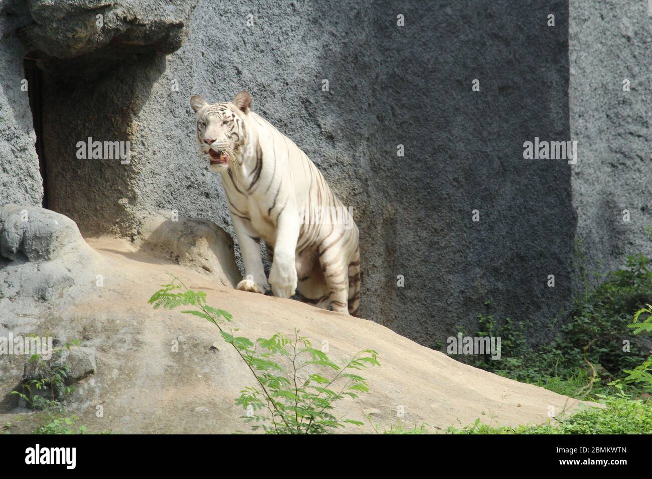 tn white tiger