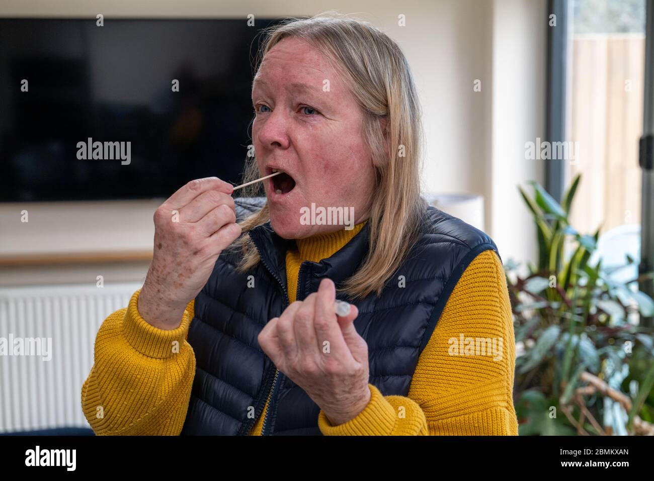 An essential worker using a Coronavirus test kit at home by placing the swab into her mouth and gagging from the taste. Stock Photo