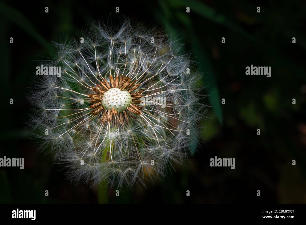 The delicate pattern in close up of the seed head of a Dandelion against a dark background in Spring, Blackpool, Lancashire, England, UK Stock Photo