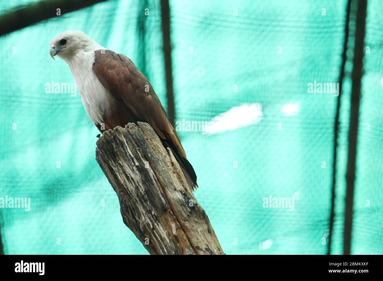 EAGLE Stock Photo