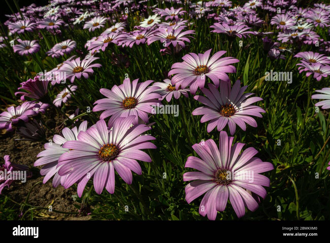 Pink Osteospermum flowers in close up in a spring garden, England, UK