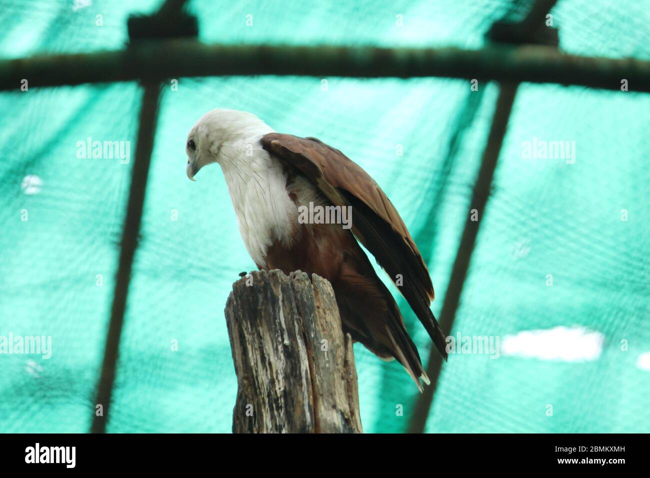 EAGLE Stock Photo