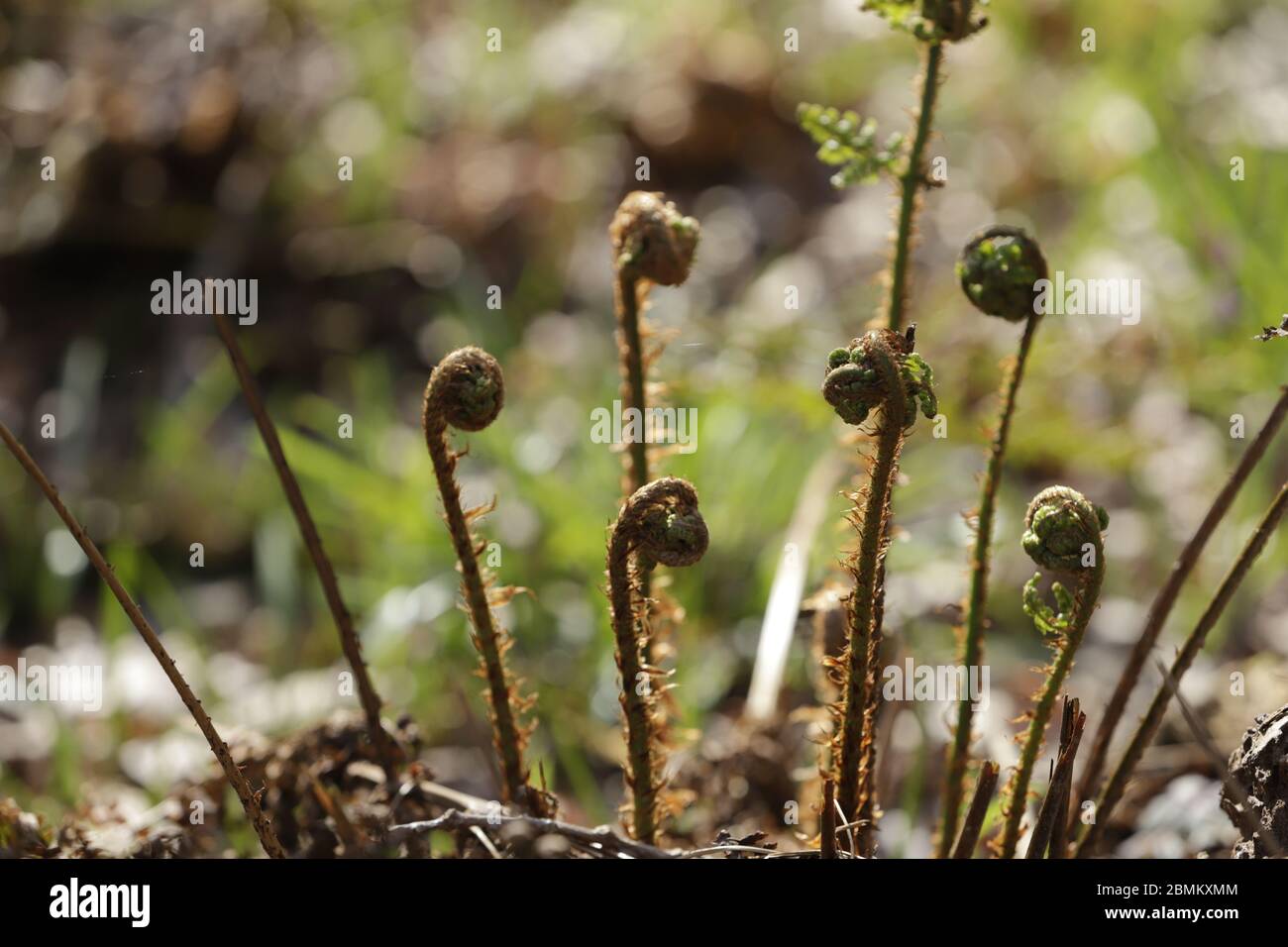 Spring Ferns Spring flora forest ferns hi-res stock photography and images - Alamy