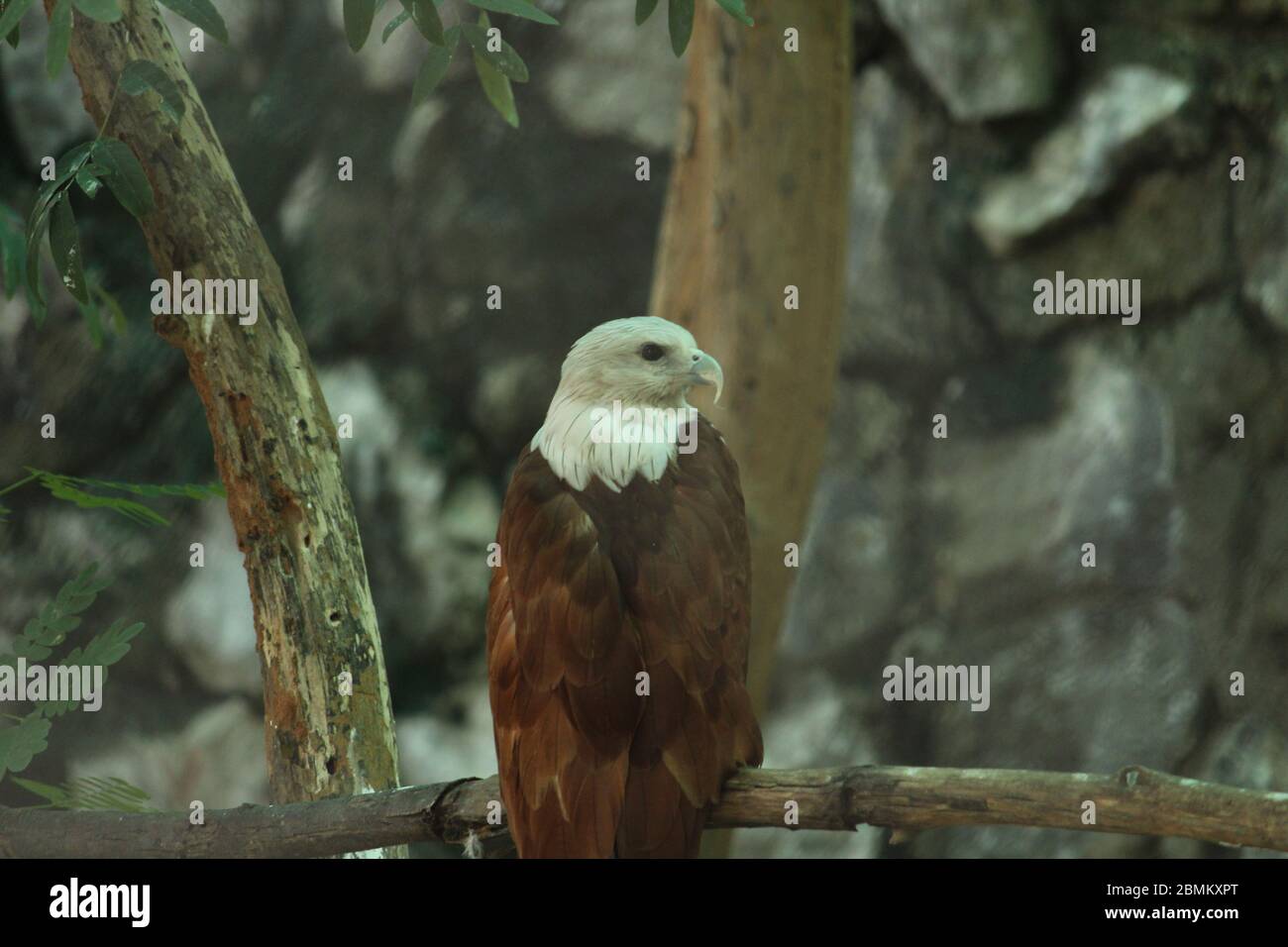 EAGLE Stock Photo