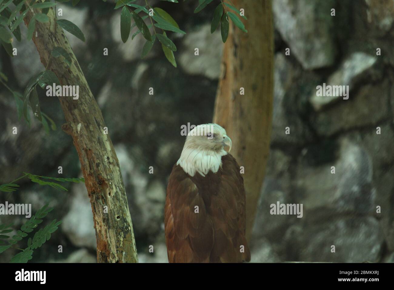 EAGLE Stock Photo