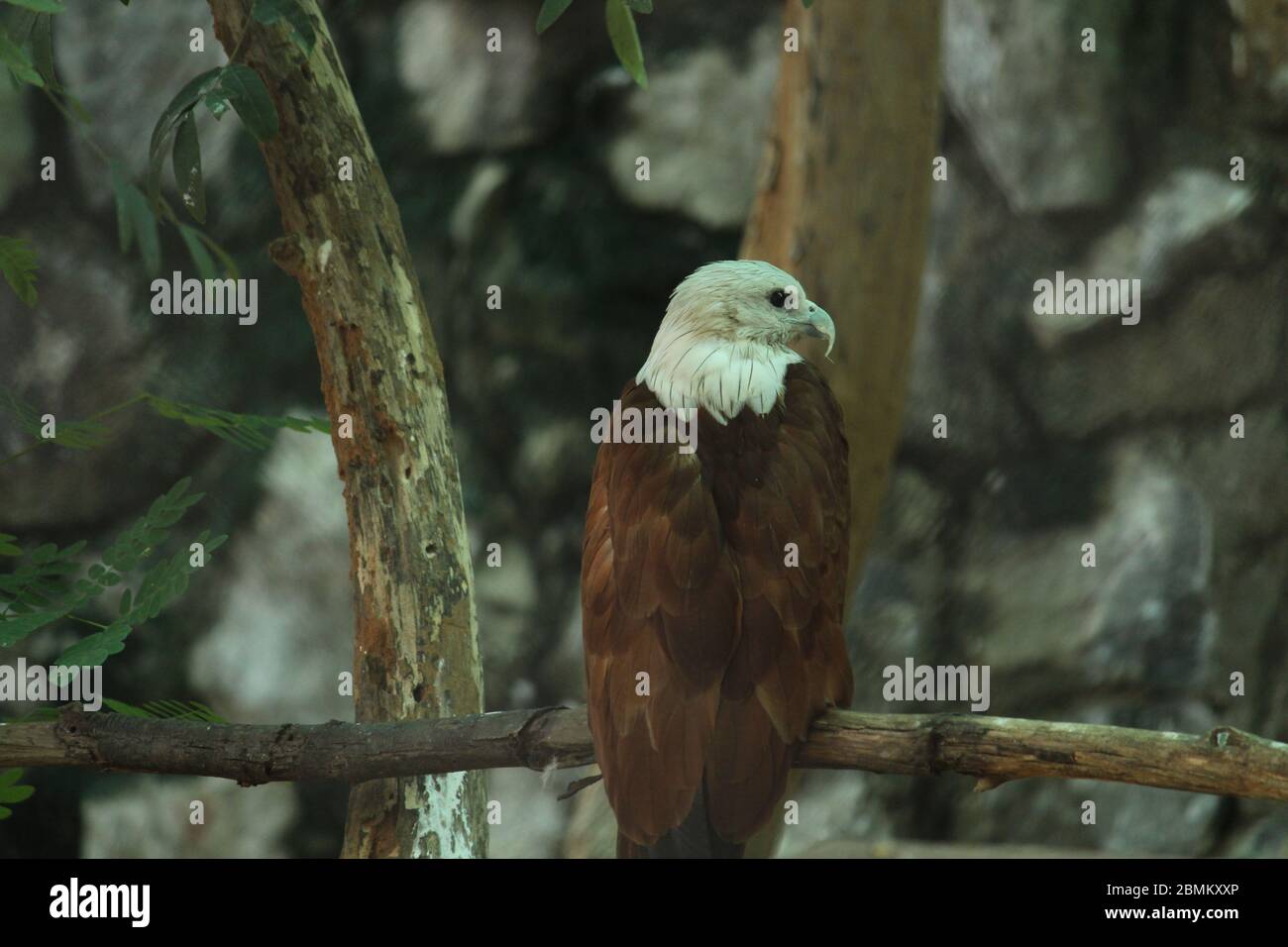 EAGLE Stock Photo