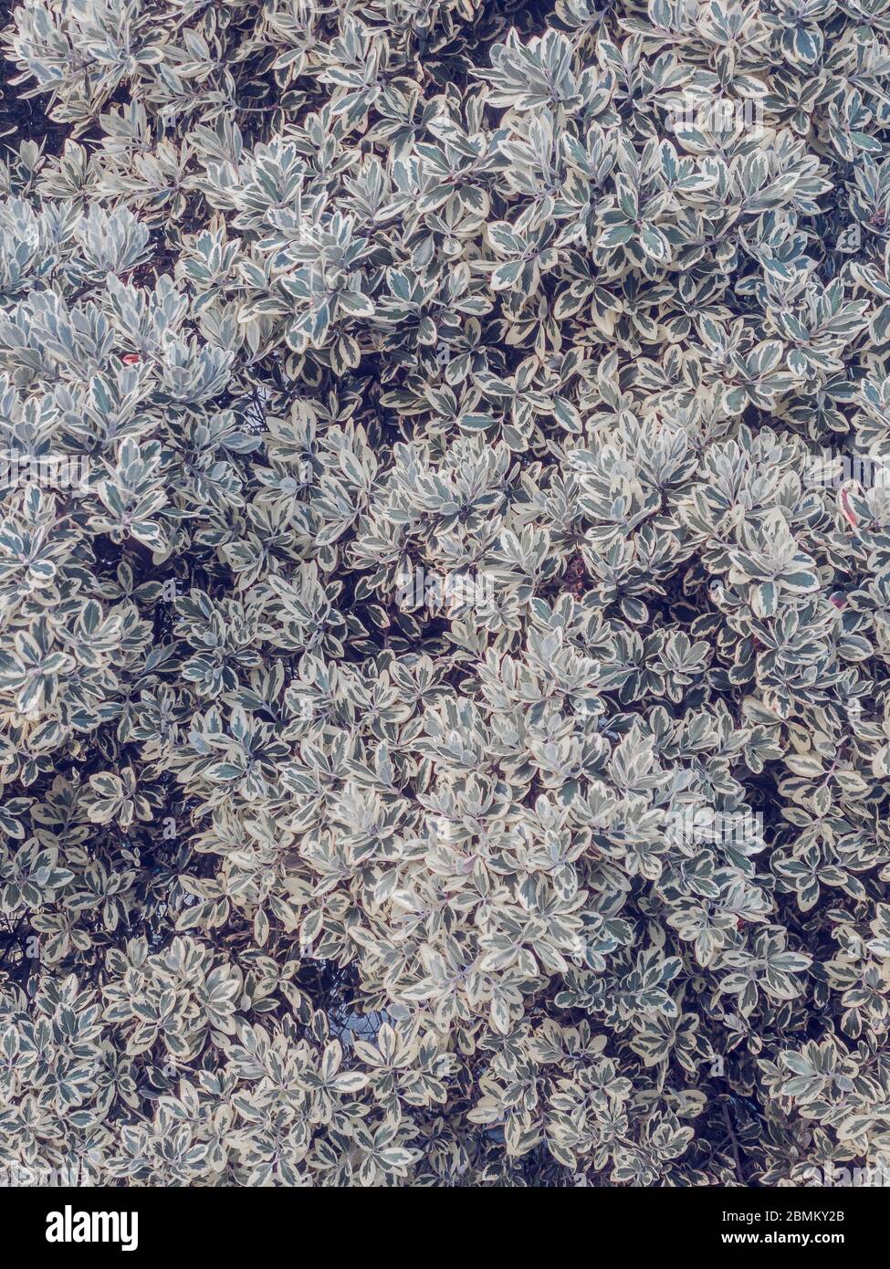 Soft light natural texture hi-res stock photography and images - Alamy