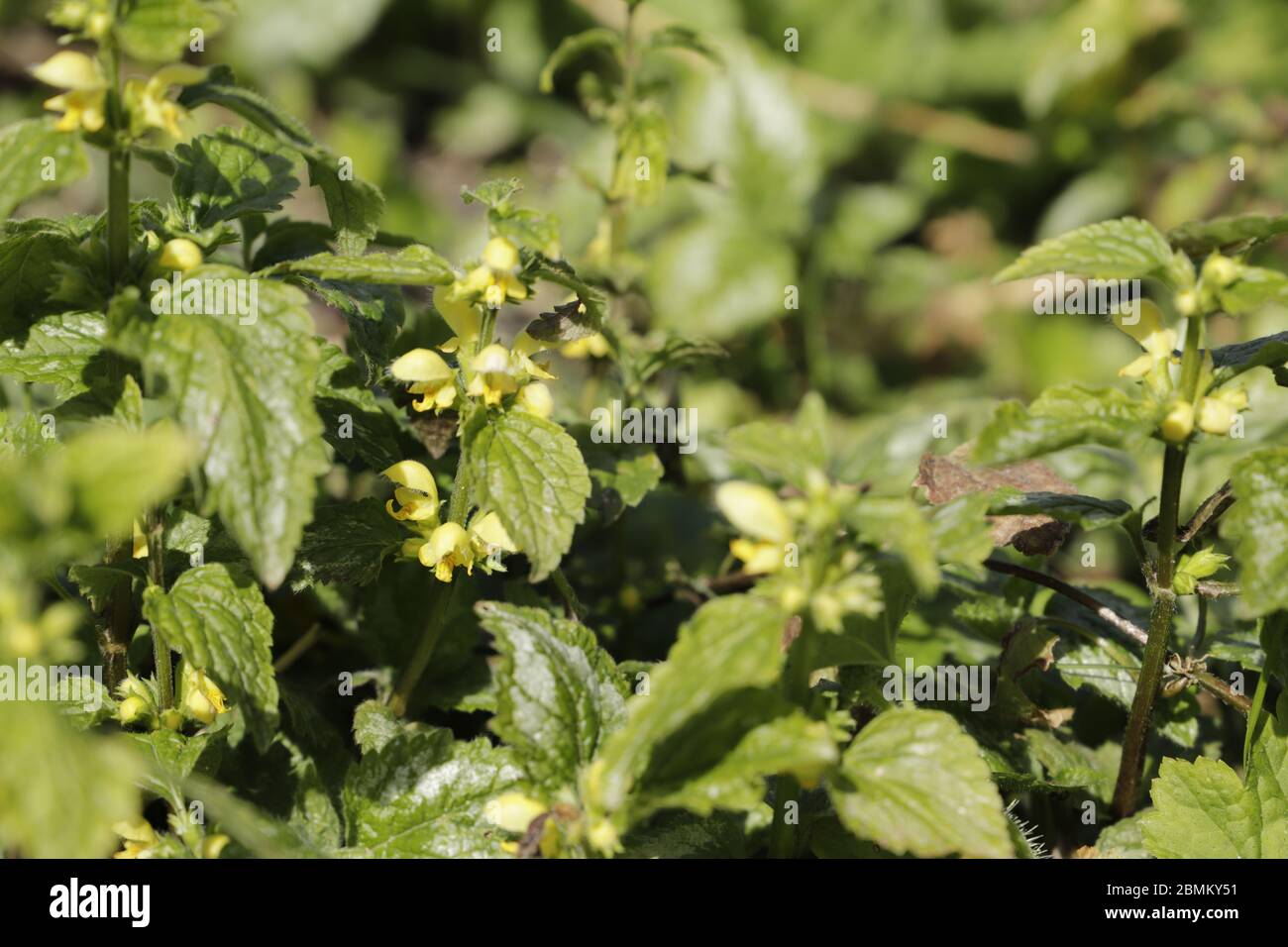 Garden yellow rattle hi-res stock photography and images - Alamy